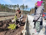 Ruszyła kolejna edycja akcji "Zielone Radomsko". Radomszczanie odbierają sadzonki drzew. ZDJĘCIA, FILM