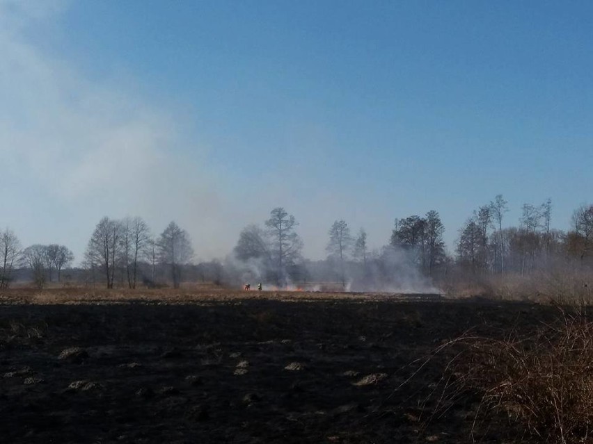 Pożary traw to wiosenna plaga. Mogą być bardzo...