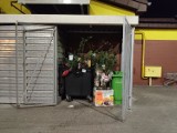 Pracownicy Biedronki w Poznaniu połamali wyrzucane na śmietnik sadzonki roślin i krzewy, żeby ludzie nie mogli zabrać ich do domu