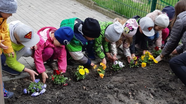 Z okazji Dnia Ziemi dzieci w Przedszkolu nr 9 m.in. sadziły kwiaty 

Zobacz kolejne zdjęcia/plansze. Przesuwaj zdjęcia w prawo - naciśnij strzałkę lub przycisk NASTĘPNE