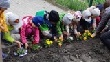 W Przedszkolu nr 9 w Dąbrowie Górniczej maluchy sadziły kwiaty. Dbają o środowisko nie tylko w Dzień Ziemi 
