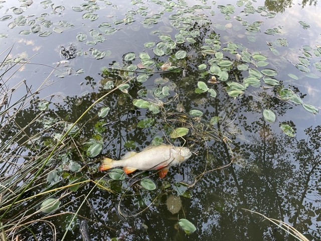 Śnięte ryby pojawiły się w zbiorniku przy ul. Szklarskiej  w Żarach