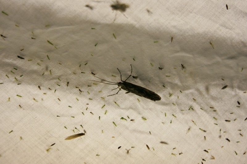 Tuga BioBlitz, czyli Ćmobranie 2011