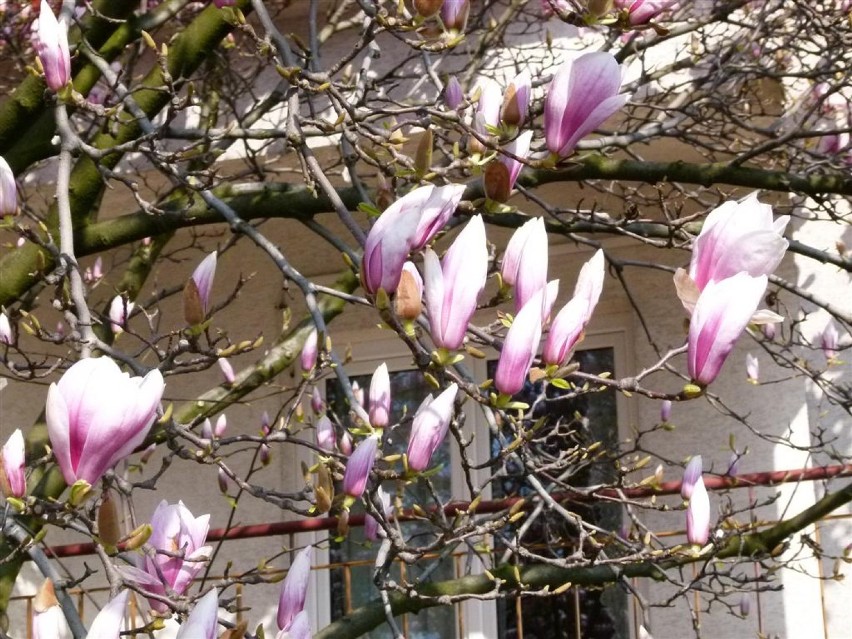 Ta magnolia robi wrażenie!