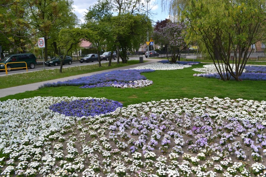 Pruszcz Gdański: Tulipany, bratki i niezapominajki - te kwiaty zdobią już miasto [GALERIA]