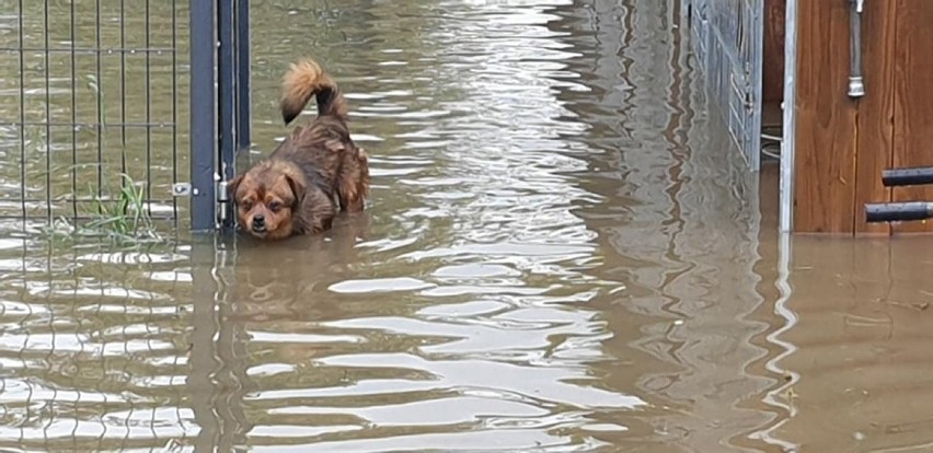 Miłośnicy zwierząt z Krakowa z pomocą dla zalanego schroniska