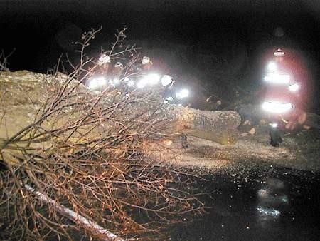 Na jadący drogą samochód osobowy spadło w Osiece powalone przez wichurę drzewo