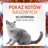 10 listopada Pokaz Kotów Rasowych w Silesia City Center