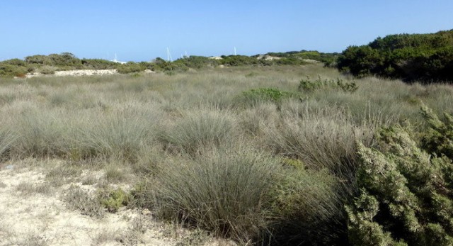 Na Formenterze nie ma słodkiej wody, porastająca roślinność to ekosystem wyspy. Trawy solne podobne do naszych wodnych oczeret&oacute;w.Fot.Isabella Degen