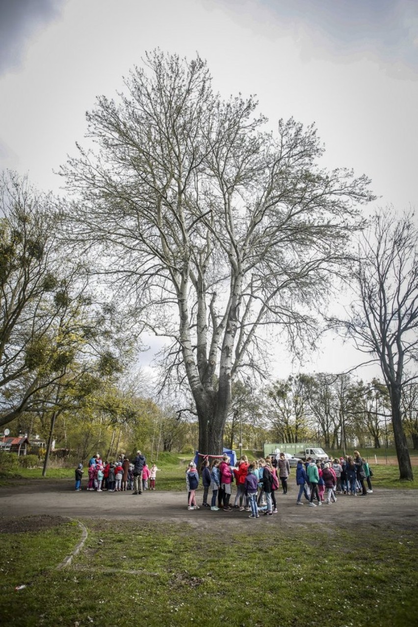 Po wprowadzeniu „lex Szyszko”. Gdańsk ratuje wartościowe drzewa przed wycinką [ZDJĘCIA] 