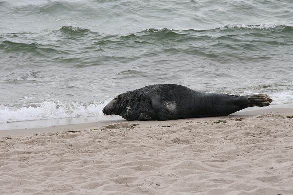 Foka w Helu na plaży przy Bulwarze Nadmorskim