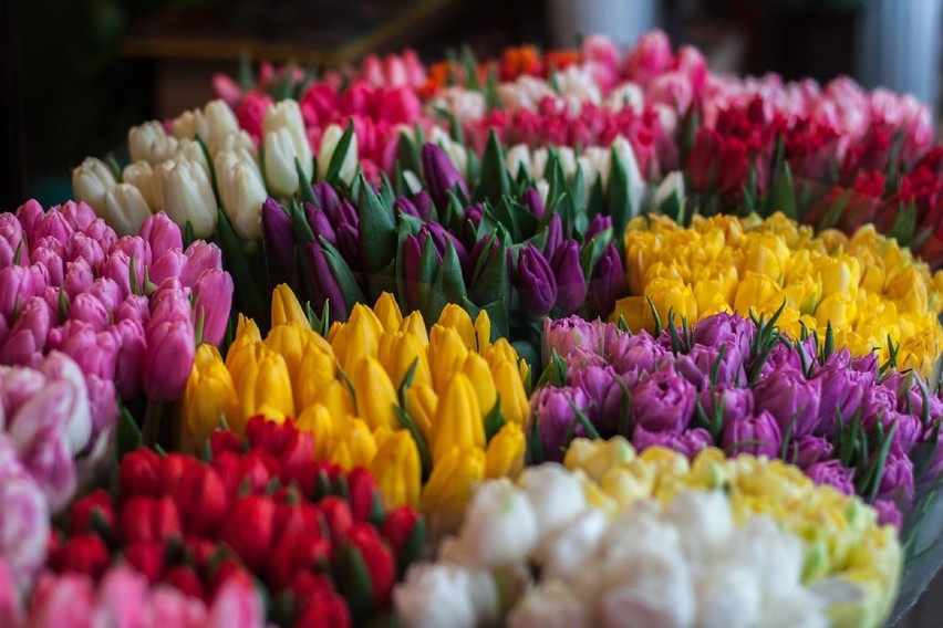 Prawie 100 odmian tulipanów ułożonych w finezyjne...