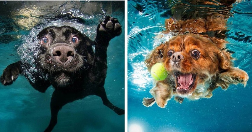 Te psy spełniły swoje wodne marzenia. Zobacz niesamowite psie zdjęcia zrobione pod powierzchnią wody
