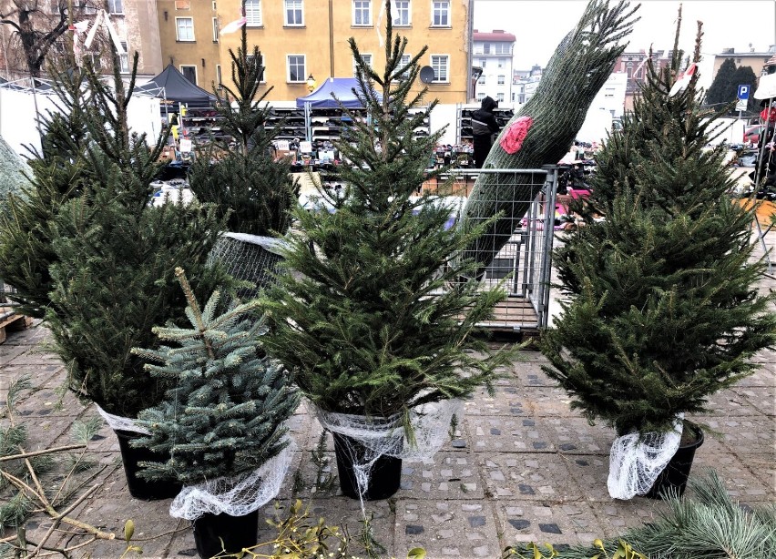 Ile kosztuje żywa choinka przed świętami? Ceny świątecznych drzewek w Lesznie w 2022 roku
