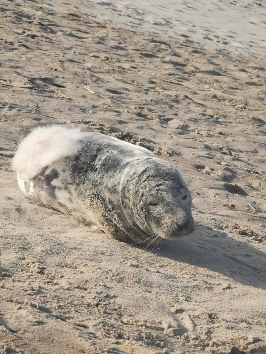 Foka na plaży w Świnoujściu