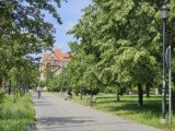 Na Bydgoskim Przedmieściu i Bielanach zostaną nasadzone nowe drzewa