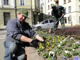 Jelenia Góra. Wiosenne kwiaty w mieście