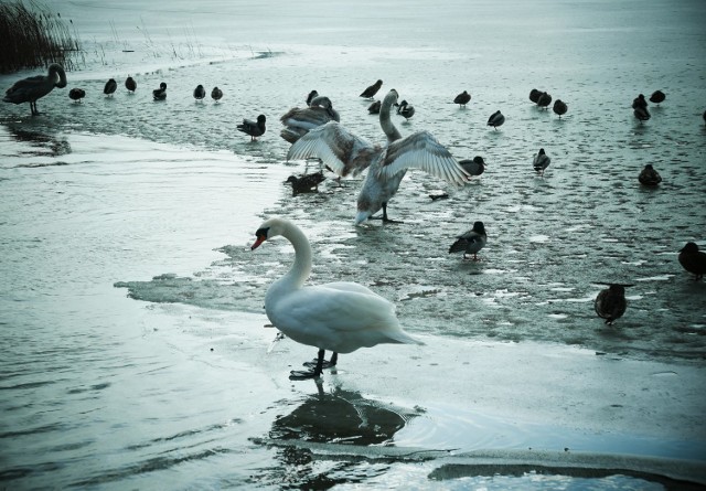 Zdjęcie poglądowe. Pierwszy przypadek ptasiej grypy został wykryty zimą, w Kruszwicy.