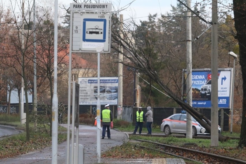 Drzewo spadło na trakcję tramwajową na pętli Park Południowy we Wrocławiu