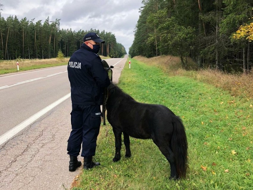 Policjanci zatrzymali kucyka, który biegał po drodze Suwałki-Augustów. Koń uciekł hodowcy dzień wcześniej