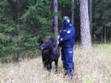 Policjanci zatrzymali kucyka, który biegał po drodze Suwałki-Augustów. Koń uciekł hodowcy dzień wcześniej