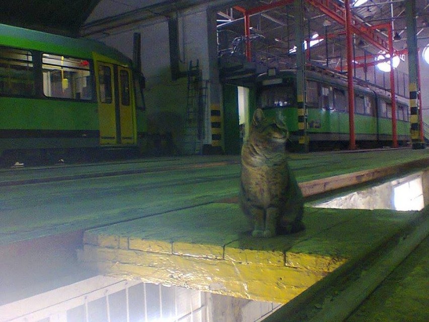 Klub Miłośników Tramwajów w Elblągu wznawia działalność. Ta historia budzi podziw!