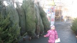 Choinki Jelenia Góra: Duży wybór świątecznych drzewek