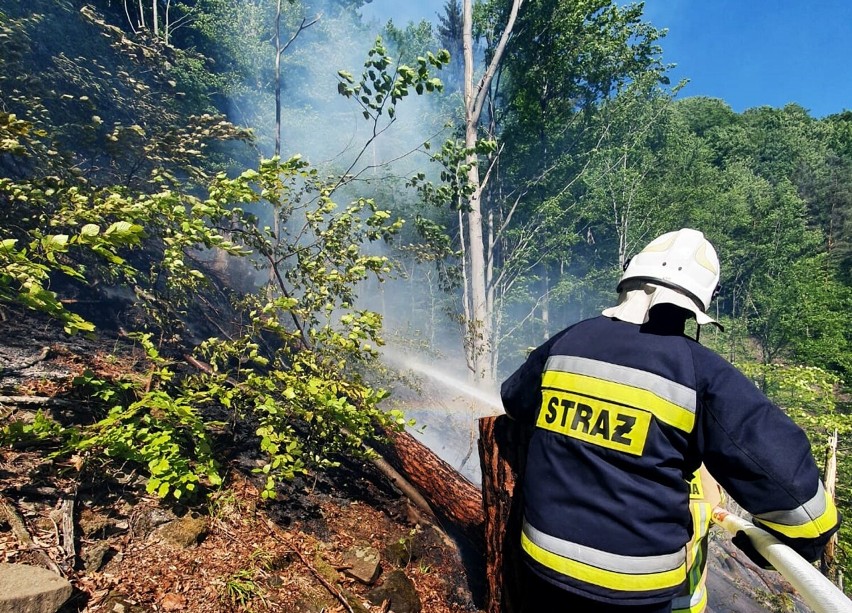 Las płonął w dolinie Popradu. Stok góry był tak stromy, że strażacy używali drabin