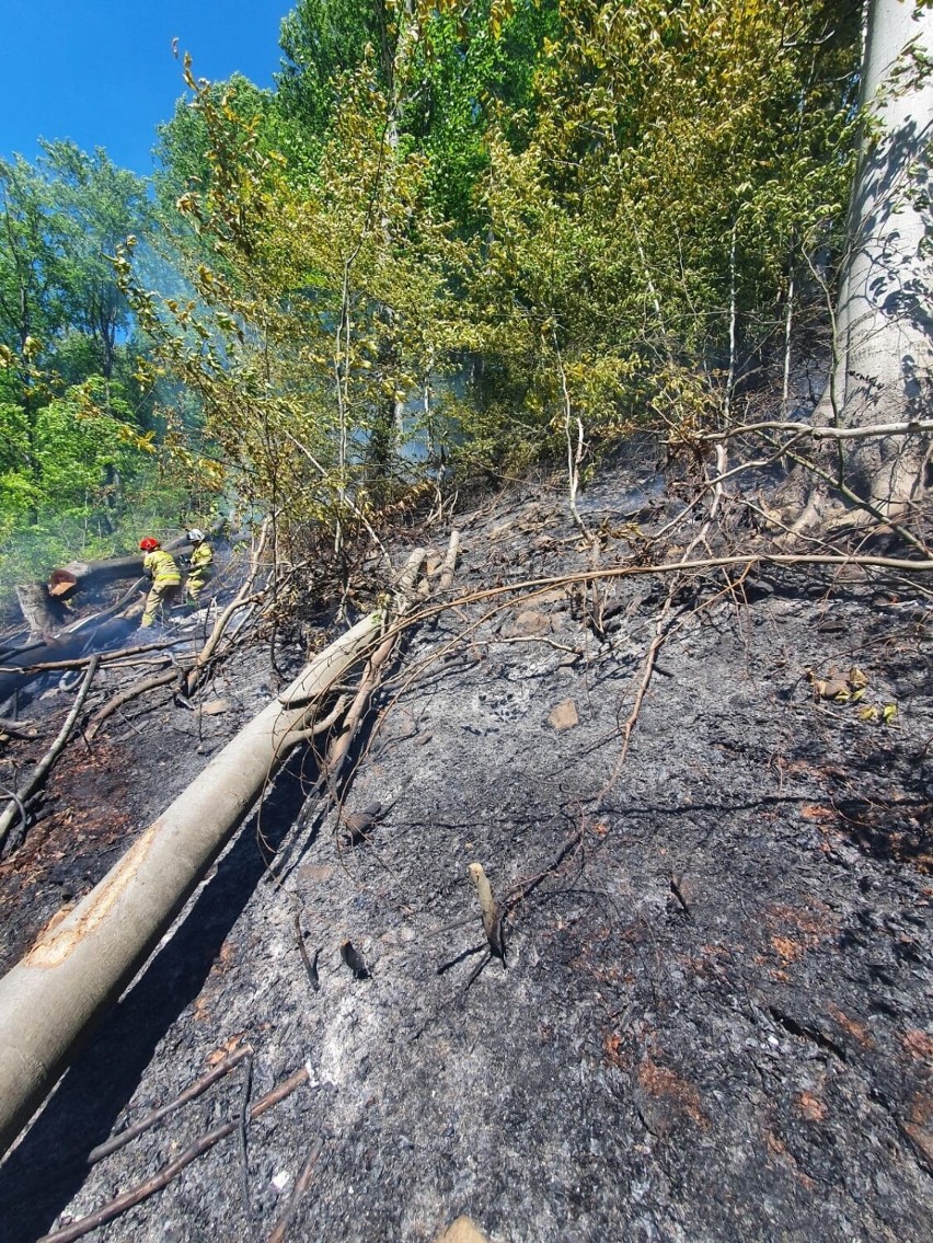 Las płonął w dolinie Popradu. Stok góry był tak stromy, że strażacy używali drabin