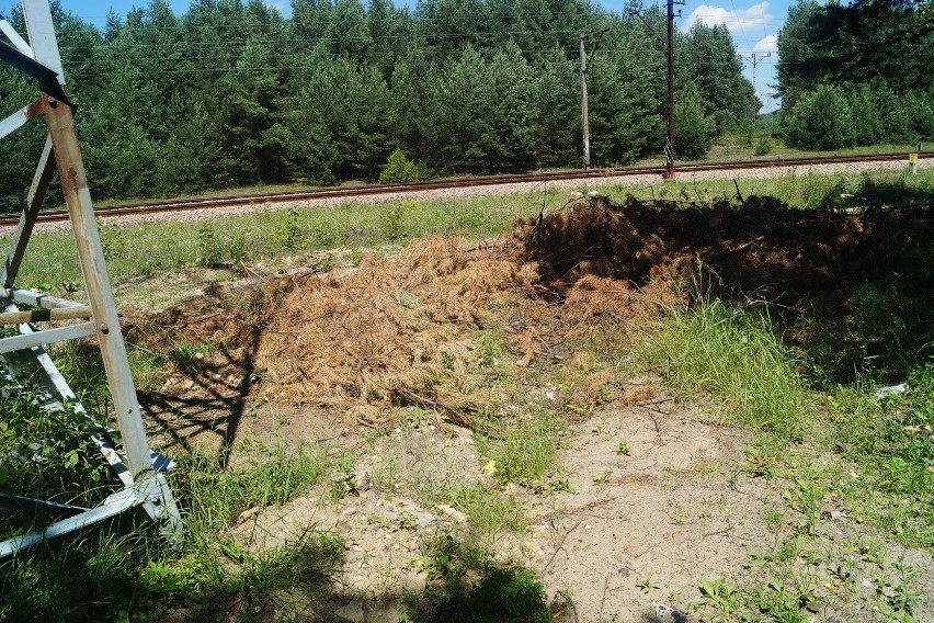 Bukowno. Suche gałęzie zalegają przy lesie, ludzie boją się pożaru