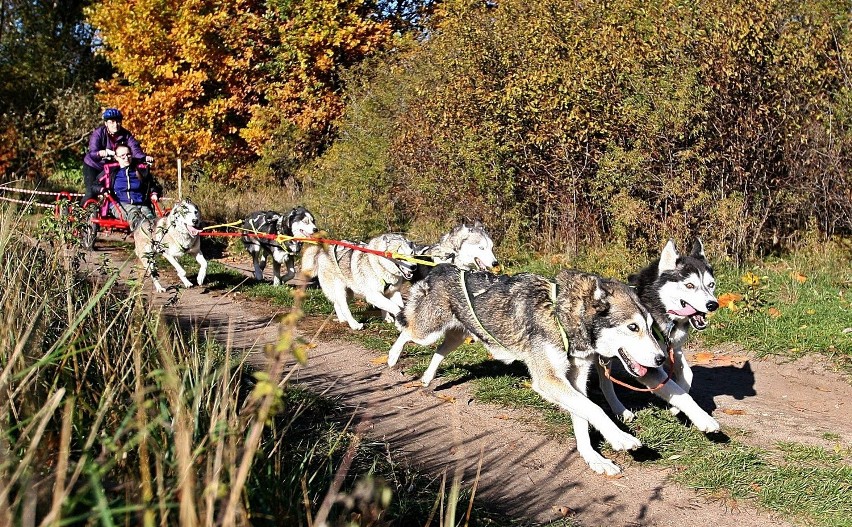 Wyścigi psich zaprzęgów w Parku Reagana w Gdańsku [ZDJĘCIA]