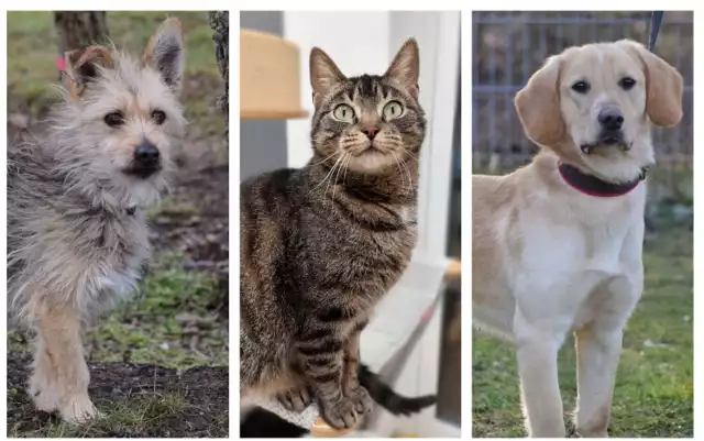 Psy i koty czekają na nowy dom w schronisku dla zwierząt w Grudziądzu. Zobacz ich zdjęcia>>>>>