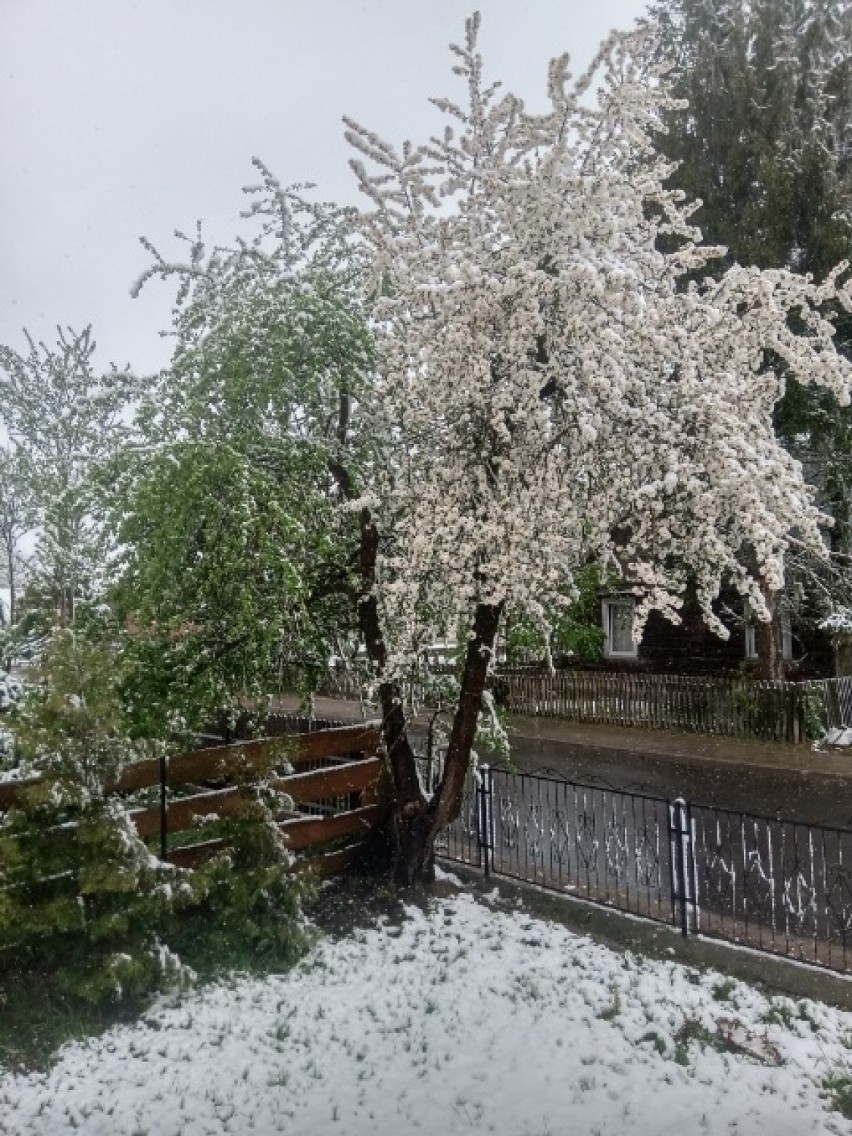 Białystok i region. Śnieg w maju. Zmiana pogody 12.05.2020 [zdjęcia]