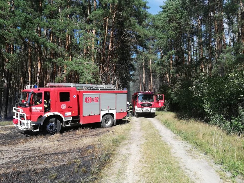 Pożar zboża i lasu Boleń (gmina Zbąszynek woj.lubuskie) - 30 lipca 2020 [ZDJĘCIA]