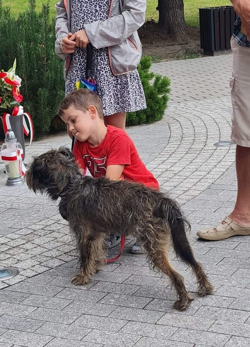 IV Parada Psów w Kazimierzy Wielkiej z okazji święta patrona miasta - świętego Rocha. Zobacz zdjęcia