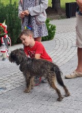 IV Parada Psów w Kazimierzy Wielkiej z okazji święta patrona miasta - świętego Rocha. Zobacz zdjęcia