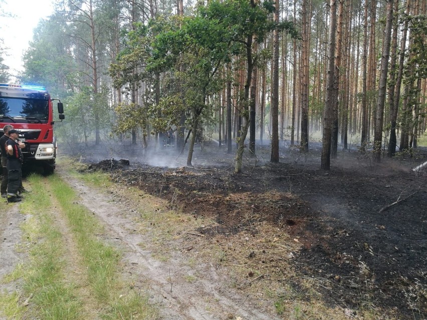 Pożar lasu pod Komarowem. Strażacy znów w akcji [ZDJĘCIA]