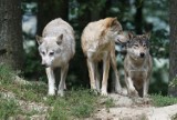 Gdzie bytują wilki w powiecie sławieńskim? RAPORT. Jak się zachowa pies myśliwski, gdy wytropi wilka?