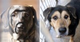 Cudowne psiaki czekają na adopcję w schronisku w Sosnowcu. Spójrzcie na te smutne mordki! Każdy może pomóc