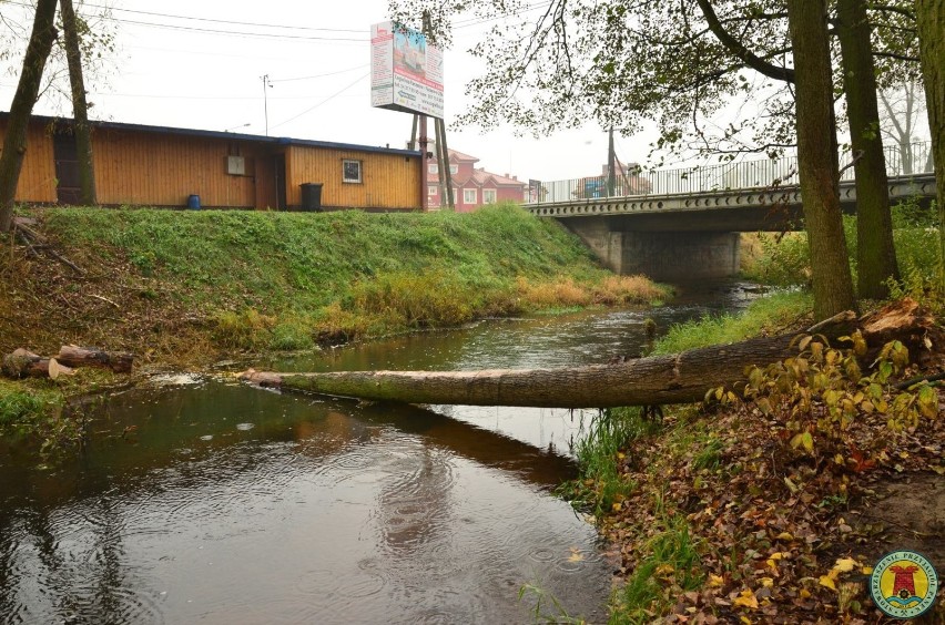 Wyciągnęli powalone drzewo z Pankówki