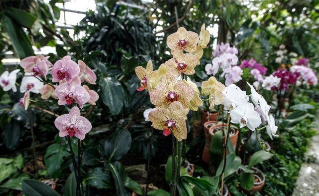 Od 2 do 5 marca w Warszawie będzie można zobaczyć najpiękniejsze storczyki w różnych kolorach. Najpierw, 2 marca, odbędzie się wieczór orchidei, a przez kolejne dni wystawa i kiermasz storczyków i akcesoriów do ich uprawy. Lepszego początku marca miłośnicy wiosny i kwiatów nie mogli sobie wymarzyć!

2 marca, godz. 18:00-21:00 Wieczór orchidei, Biblioteka Uniwersytetu Warszawskiego ul. Dobra 56/66. Dla zwiedzających bufet z przekąskami i napojami. Bilety w cenie 10 zł.

3-5 marca godz. 10:00-18:00 Wystawa i kiermasz storczyków. W trakcie trwania wystawy odbędą się warsztaty na temat przesadzania storczyków i ich pielęgnacji.
Zajęcia każdego dnia o 12:00, 14:00 oraz 16:00. Bilety na wystawę kosztują 5 i 10 zł.