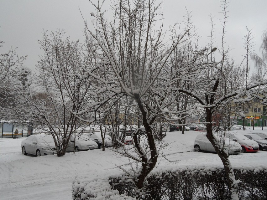 Zima Żory: Znowu popadał śnieg. Zobacz aktualne FOTO!