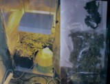 Piekary Śląskie: hodował konopie w szafie [FOTO]