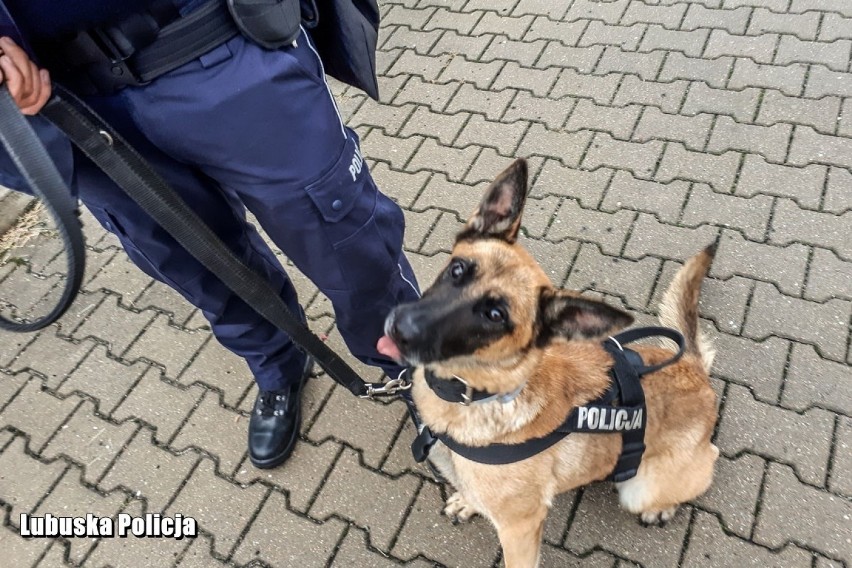 Policyjny pies Iga kilka dni temu reprezentowała województwo...