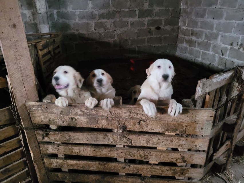 Kolejna pseudohodowla w Kartuskiem zlikwidowana - odebrano 78 psów