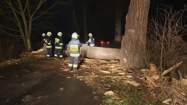 Wichura w Lubuskiem łamała drzewa gałęzie. Strażacy dostali dziesiątki zgłoszeń.