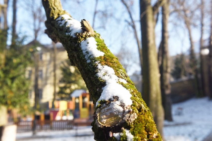 Zielona Góra zimą zachwyca. Szczególnie, gdy spadnie trochę...