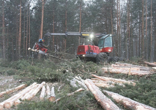 Wycinka drzew na terenie portu lotniczego w Pyrzowicach