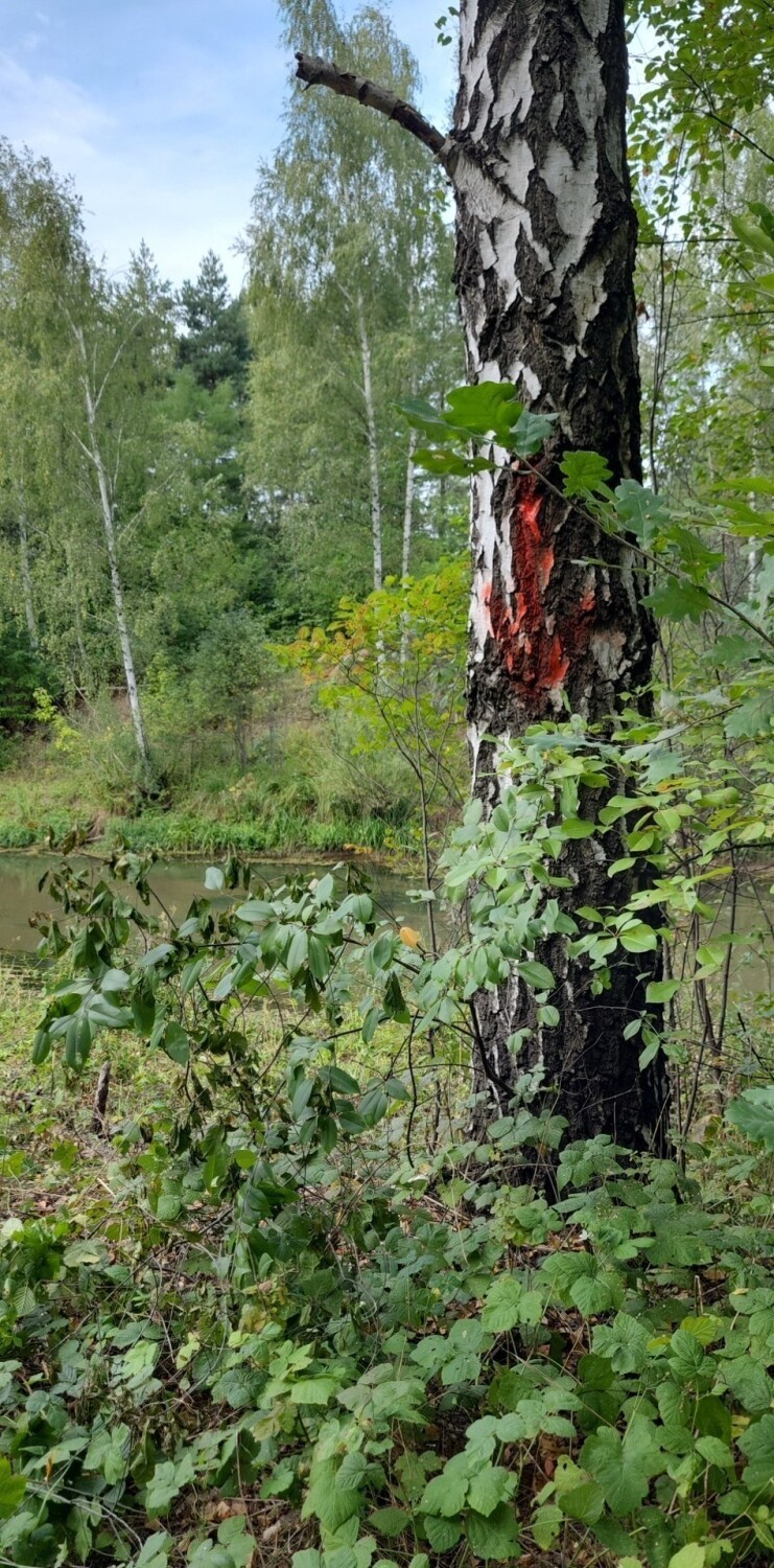 W przyszłym roku znikną drzewa z wałów nad Przemszą. Wody Polskie podejmą się wycinki na podstawie decyzji inspektoratu budowlanego