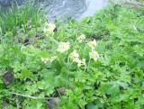 Pierwiosnek, primula, prymula